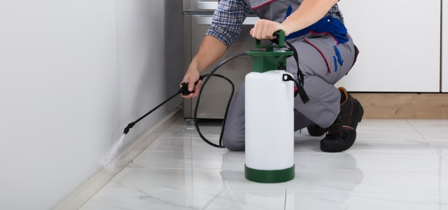 Exterminador de cinches en Montana